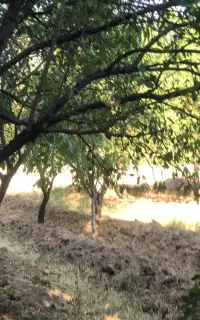 فروش چند قطعه باغ در روستای دولت آباد ساوه