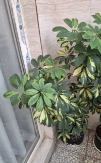 گل شفلرا و برگ عبایی سالم