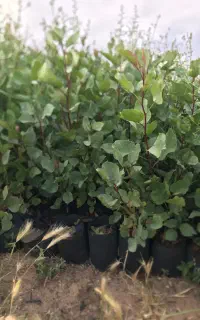 نهالستان پسته افغان