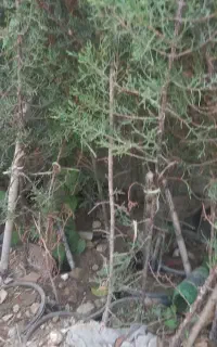 گل ۷۰۰عدد درخت کاج یکجا بفروش میرسد