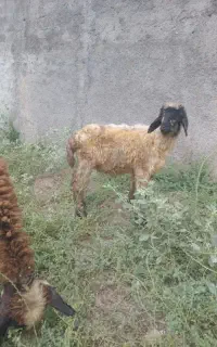 یه عدد نر بره سفید