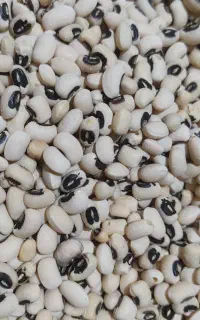 لوبیا چشم بلبلی