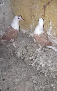 کبوتر کربلایی وساده