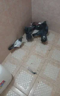 کفتر پرشی