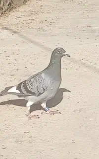 کبوتر