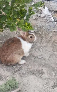 خرگوش