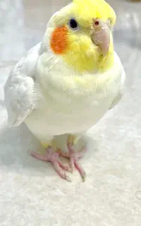 عروس هلندی نرسخنگو(دایناسور)