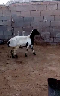 بره نر ابلغ