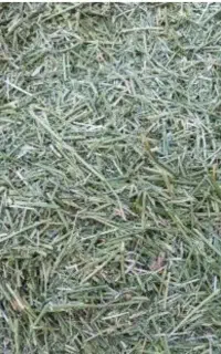 گیاه و علوفه برای دام