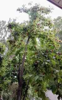 کارهای باغداری
