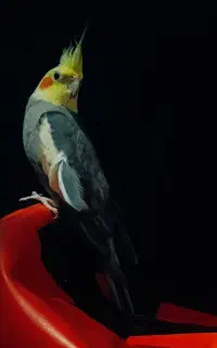 عروس هلندی نر و ماده فروشی