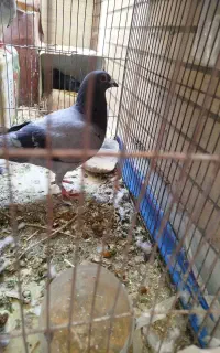 کبوتر