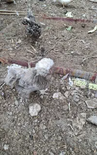 مرغ لهستانی