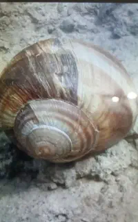 حلزون طبیعع