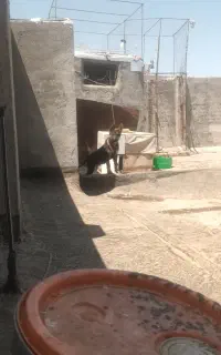 سگ ژرمن فوری معاوضه با ساب ماشین