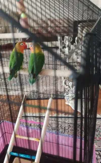 طوطی کوتوله