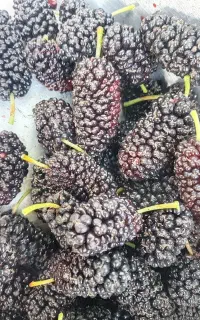 توت وتمشک خوشمزه وخوش رنگ