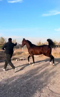 اسب