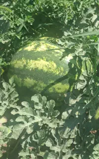 هندوانه