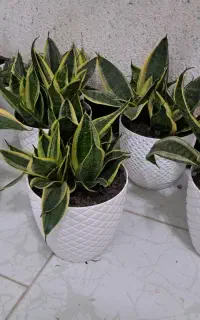 گل سانسوریا