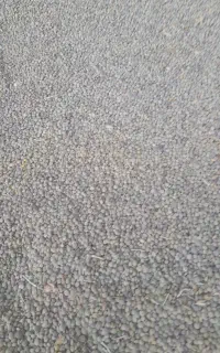 عدس تازه وسبز
