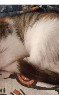 گربه اصلاح شده گمشده سمت سهند ایل گلی