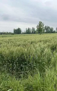 کارکرد با تجربه جهت رسیدگی به زمین های کشاورزی