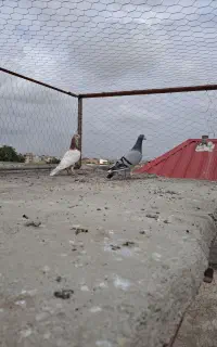 کبوتر
