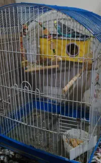 پرنده