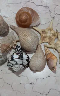 صدف دریایی طبیعی