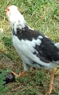 فروش مرغ و خروس