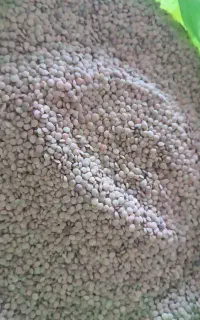 عدس درجه یک سپیدان