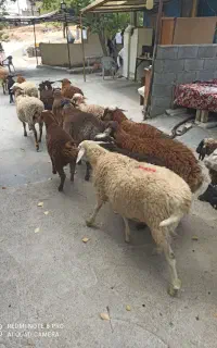 خ دماوند ارسال زنده داریم .