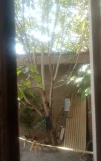 سرکارگرر، کشاوزری