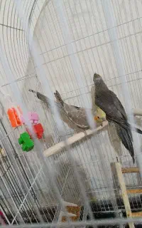 سه  عدد جوجه عروس هلندی
