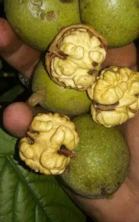 فروش گردو تر