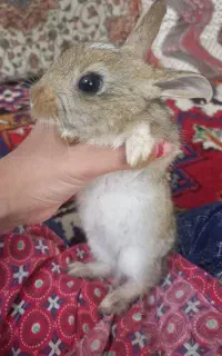 خرگوش