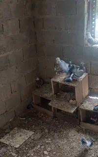 کبوترمسافتی