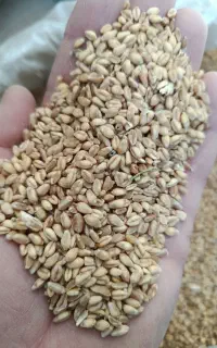 گندم بذری رقم پیشگام