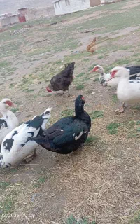 فروش اردک