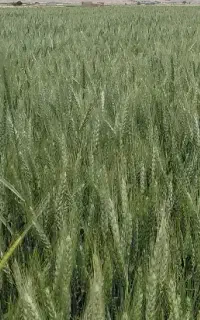 سایت بذری گندم رقم پربار فرین