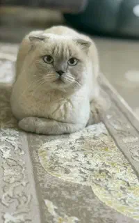 واگذاری گربه اسکاتیش فولد
