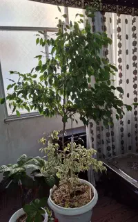 گل بنجامین