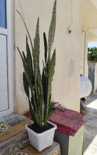گل سانسوریا شمشیری