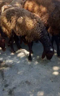 بره ماده بفروش میرسد