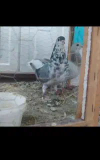 گمشده