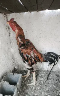 جوجه لاری