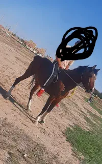 مادیان عرب کرد ۳.۵ سال ۴ قلم سفید
