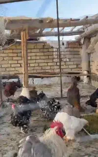 مرغو خروس