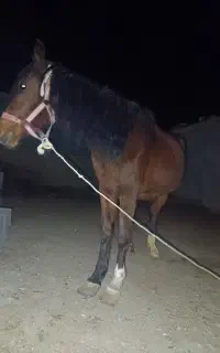 فروش اسب